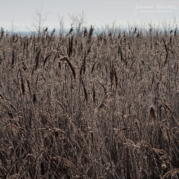086_Biebrza - marzec 2013.jpg